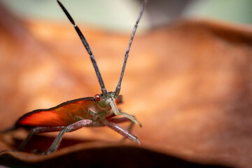 soapberry bug © Sergei