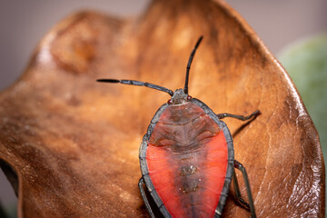 soapberry bug closeup © Sergei