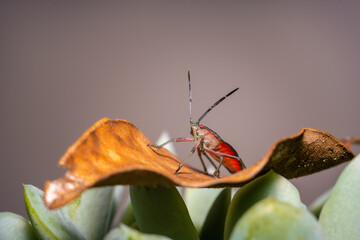 soapberry bug on the leaf © Sergei