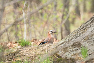 Eurasian jay (Garrulus glandarius) a species of medium-sized bird with colorful plumage, the animal collects twigs in the park to build a new nest, sunny day.