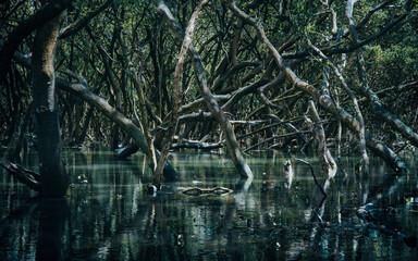 swamp
