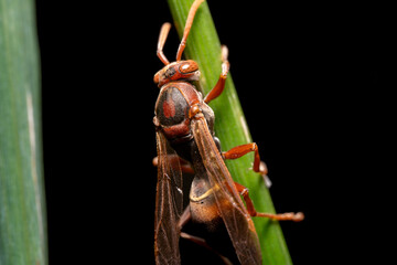 Wasp on leaf