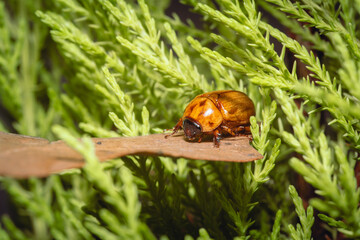 scarab beetle