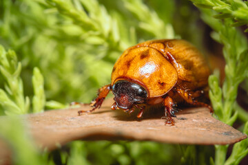 scarab beetle on leaf