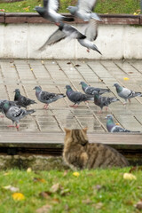 Feline Hunter: Stray Cat Stalking a Flock of Pigeons in a City Park on a Cloudy Day