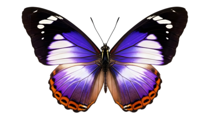 Beautiful purple butterfly wings spread isolated on transparent background