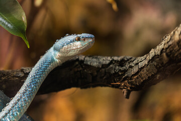 Obraz premium Venomous blue viper, side profile with water droplets on a branch in a jungle environment