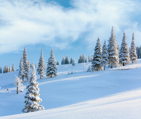Morning winter calm mountain landscape with beautiful fir trees  on slope (Kukol Mount, Carpathian Mountains, Ukraine)