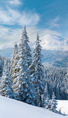 Morning winter calm mountain landscape with beautiful fir trees  on slope (Kukol Mount, Carpathian Mountains, Ukraine)