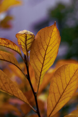 Colourful leaves in the autumn nature