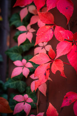 Colourful leaves in the autumn nature