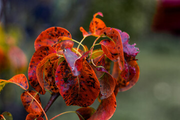 Colourful leaves in the autumn nature