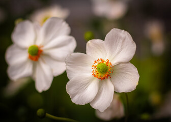 Anemone flowers in early autumn