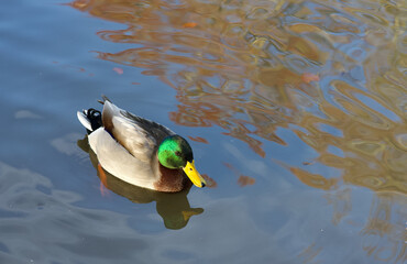 duck in the autumn tree reflected water 