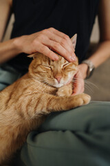 Tender caresses and caring contact provide comfort to cats effectively