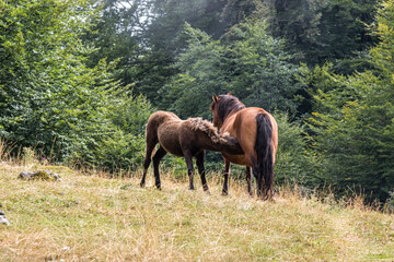 Wild horses, group and outdoor in forest with trees, grass and summer with nature in countryside.
