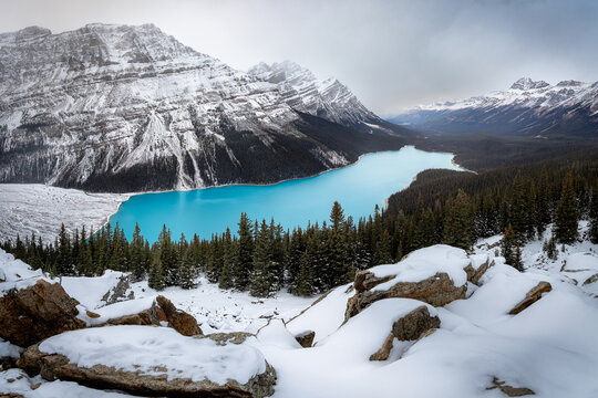Peyto Lake in Banff surrounded by snowy mountains