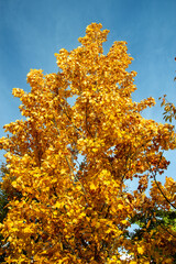 Colourful leaves in the autumn nature