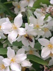 Obraz premium blooming apple tree
