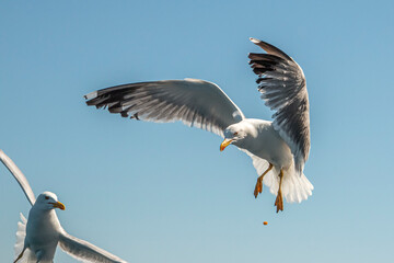 Seagull in flight over the sea in Greece.