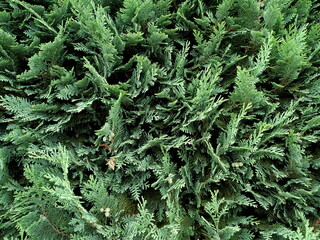 Dense evergreen Lawson cypress hedge provides a strong privacy screen. Copyspace.