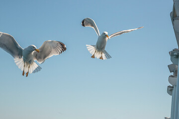 Seagull in flight over the sea in Greece.