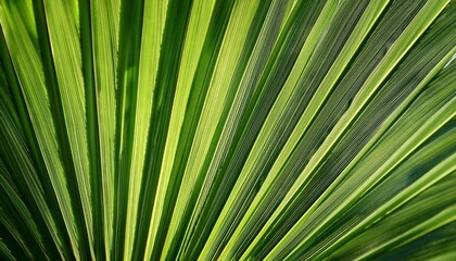 Obraz premium Green Palm Frond Close Up Highlighting Glossy Leaflets And Veins