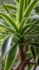 Obraz premium Houseplant displays green leaves in a close-up view showcasing its unique shape and texture during daylight hours indoors