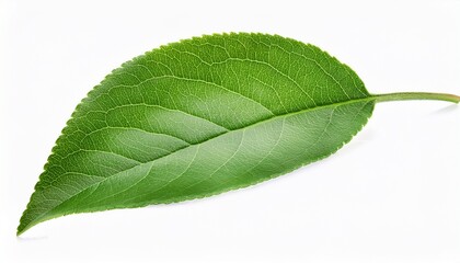Obraz premium Apple Green Leaf Isolated On White Background