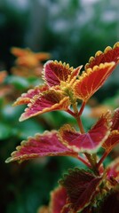 Colorful leaves on a plant grow in a garden during the daytime with sunlight reflecting on their surface
