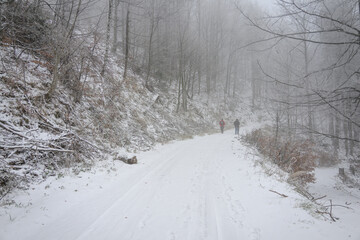 Fototapeta premium Three tourists walking along a path in a snowy forest. 