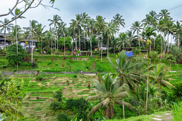 Tegalalang Rice Terraces Bali 14 11 2025 – Unrecognizable tourists visiting the famous Ubud rice fields with colorful swing dresses used for Instagram photos.