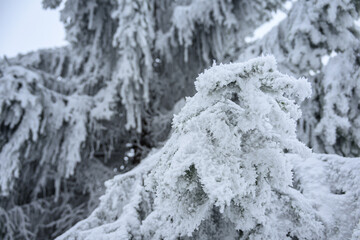 Needles with snow frost outside in detail on a branch.
