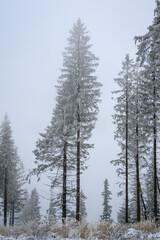 A tall spruce with snow frost outside in the forest.
