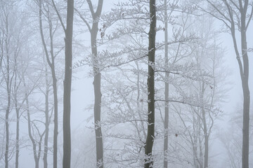A tree in winter fog outside with snow.
