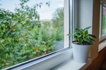 Indoor plant Philodendron Birkin on the windowsill in a room with stairs to the second floor of the house. There is a potted flower on the windowsill.