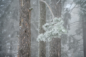 Frost on pine needles on a branch in the forest.
