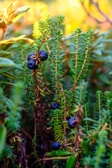 Wild blueberries nestled among vibrant green foliage in a Russian forest