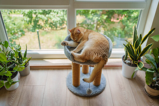 A ginger cat lies on a scratching post under the window and among indoor plants. Home environment. The kitten is of the British breed.