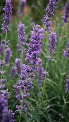 Obraz premium Vibrant lavender flowers sway gently under the sun in a peaceful summer garden, filling the air with their delightful aroma and creating a serene atmosphere Generative AI