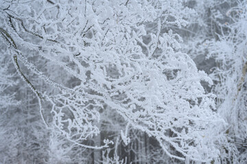 Heavy frost on tree twigs outside in winter.
