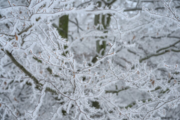 Fototapeta premium Heavy frost on tree twigs outside in winter. 