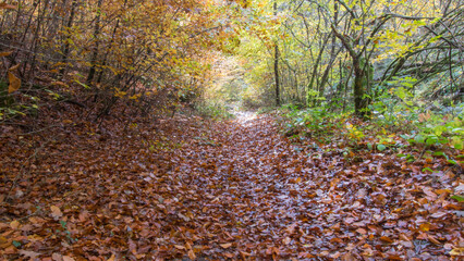 sentier dans une forêt en automne, sol couvert de feuilles