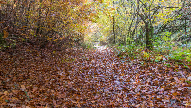 sentier dans une for&ecirc;t en automne, sol couvert de feuilles