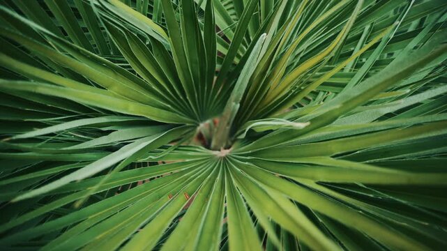 Close up of a fan shaped palm leaf with small seeds resting on the surface, highlighting natural textures and soft botanical tones