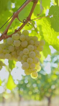 Close-up of ripe grape clusters on a sunny vineyard. Perfect footage for winemaking, nature and agricultural themes.