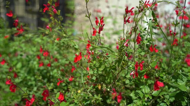 Les fleurs de printemps , avec les oiseaux