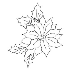 Black and white line drawing of poinsettia flowers with holly leaves. Ideal for Christmas coloring pages, greeting cards, festive design elements and illustrations