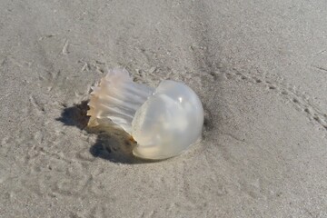 Transparent jellyfish on Florida beach, closeup