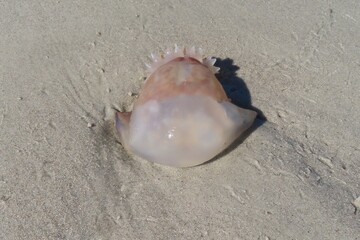 Cannonball jellyfish on sand in Florida beach, closeup